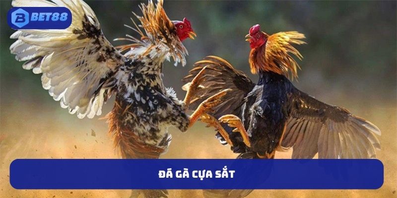 Đá Gà Cựa Sắt BET88 – Cuộc Chiến Nảy Lửa Giữa Những Chiến Kê Đỉnh Cao